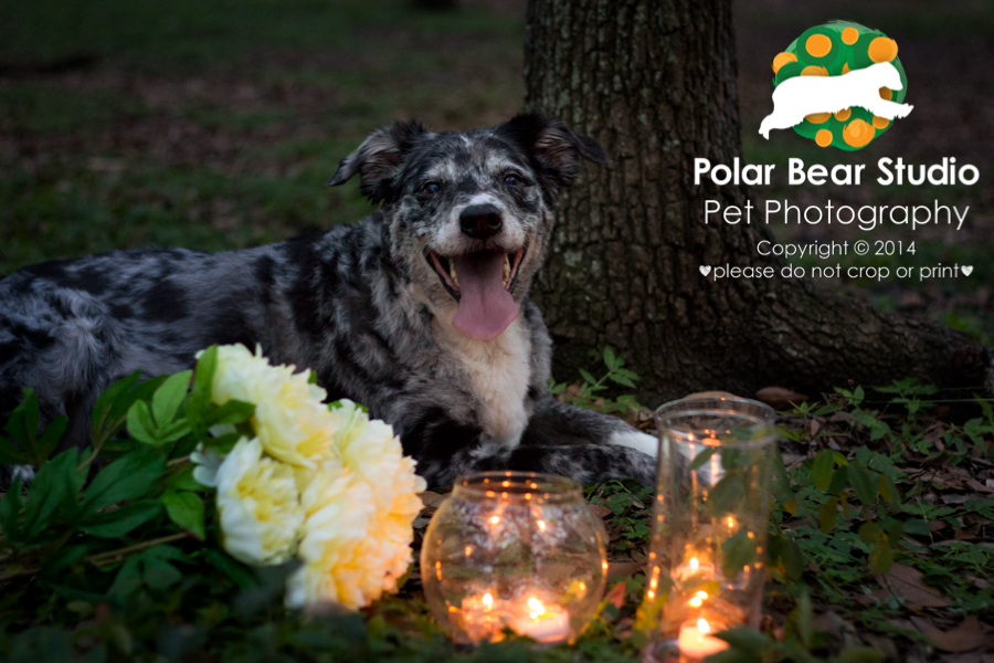 Australian Shepherd & Oak Tree Canopy at Dusk, GT Bray, Photo by Polar Bear Studio Pet Photography