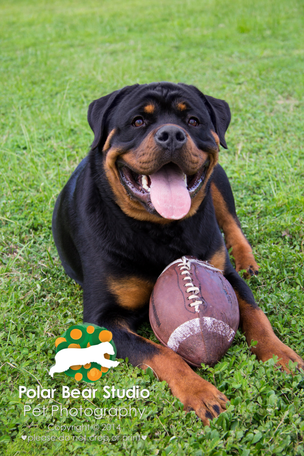Rottweiler and his favorite football, by Polar Bear Studio