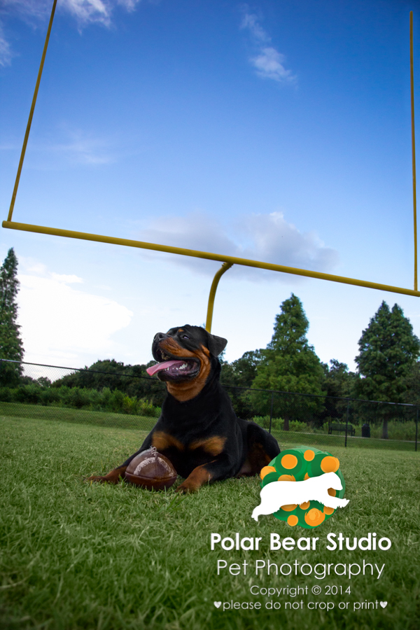 Rottweiler and his favorite football, by Polar Bear Studio