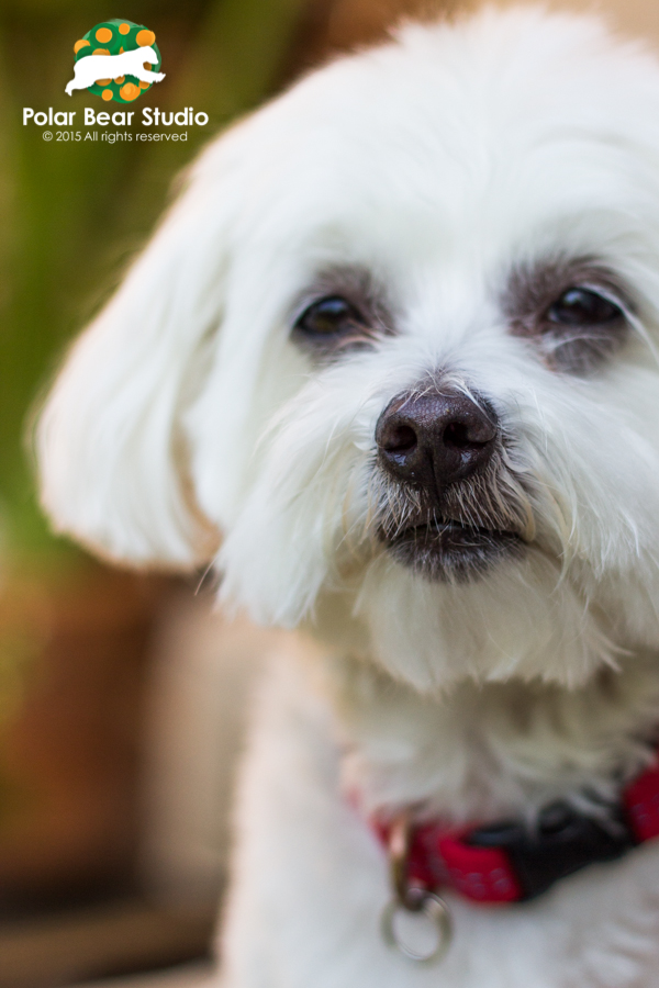 Serious Maltese, nose close-up, bokeh background, Photo by Polar Bear Studio