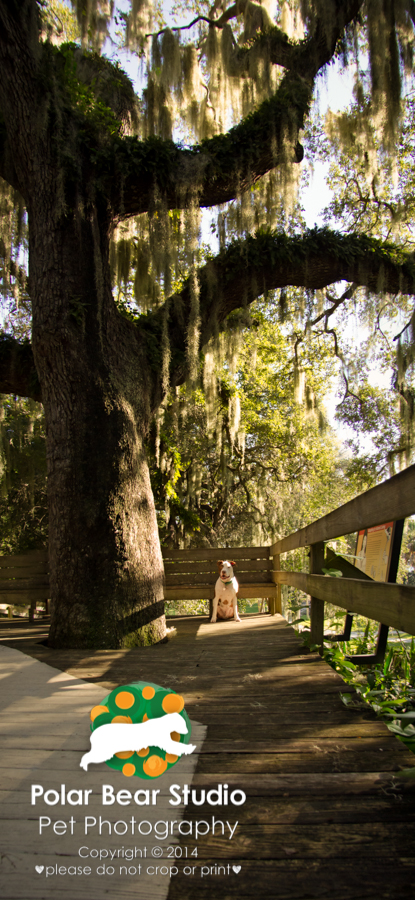 Emerson Pointe Preserve Temple Mound, Photo by Polar Bear Studio