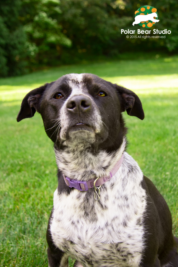 Pet portraits, sniffing | Photo by Polar Bear Studio, Copyright 2015