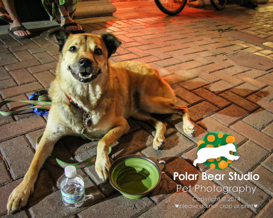 Downtown Bradenton is dog friendly, Photo by Polar Bear Studio