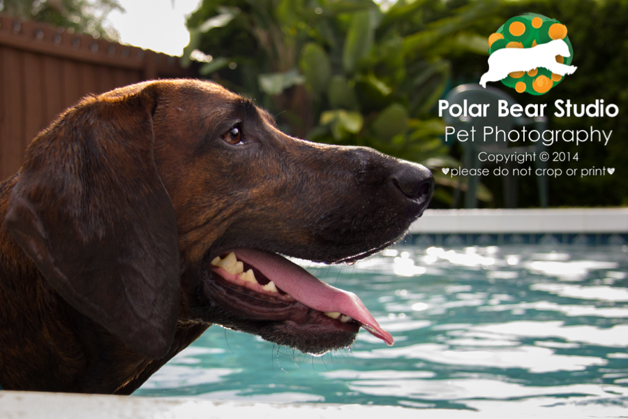 Plott hound in the pool, Photo by Polar Bear Studio