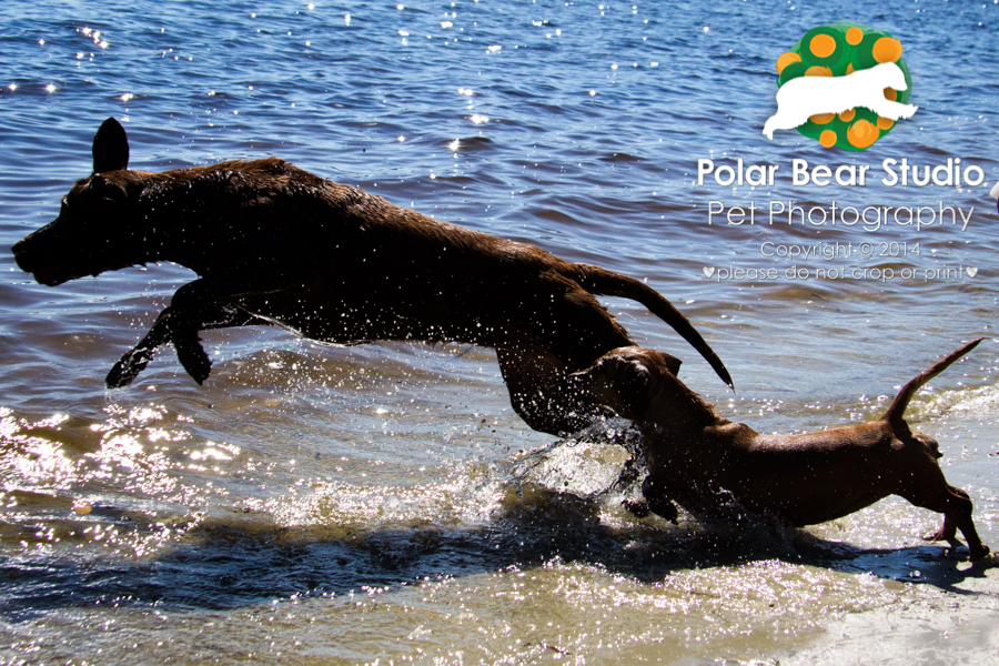 Dachshund and chocolate labrador diving into the water backlit, Photo by Polar Bear Studio