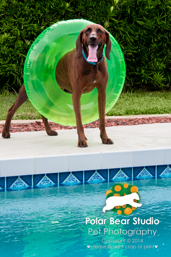 Plott Hound wearing an intertube by the pool, Photo by Polar Bear Studio