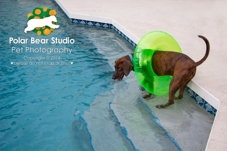 Plott hound wants you to go swimming with him, Photo by Polar Bear Studio