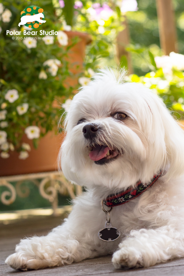 Smiling maltese, bokeh flowers, Photo by Polar Bear Studio