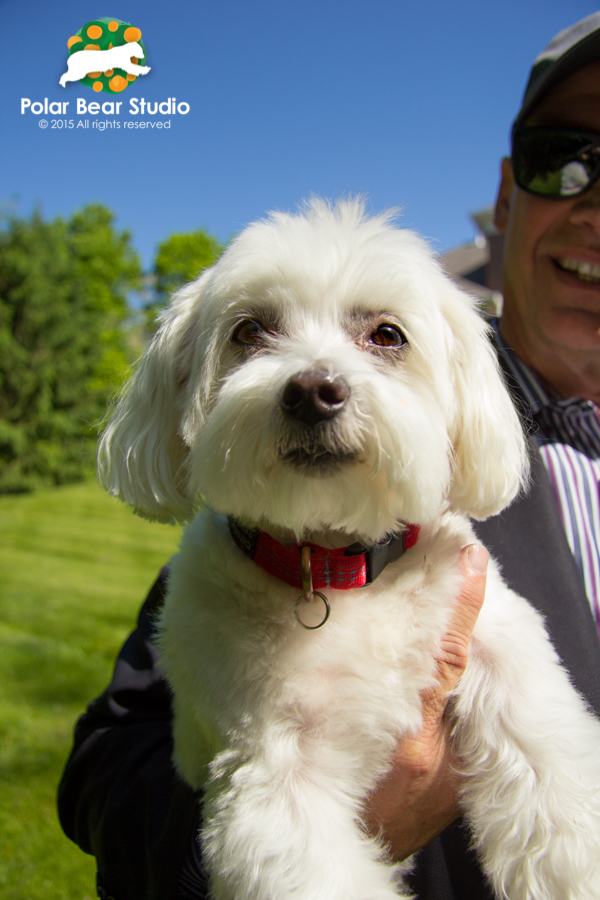 Maltese being held by his owner, Photo by Polar Bear Studio