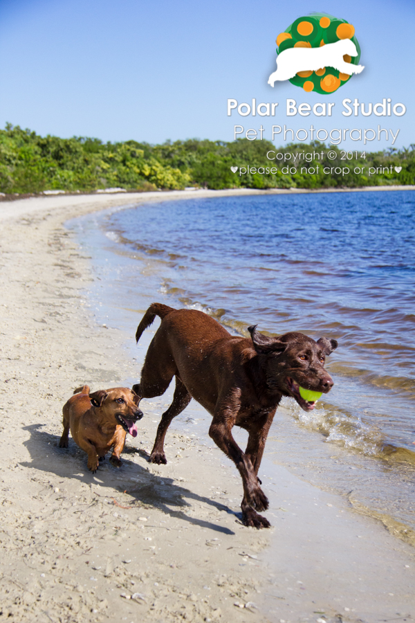 Dachshund and chocolate labrador running together, Photo by Polar Bear Studio