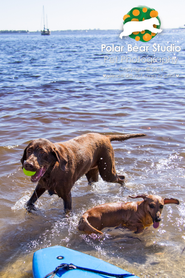 Dachshund and Chocolate Labrador Playing in the Water, Photo by Polar Bear Studio