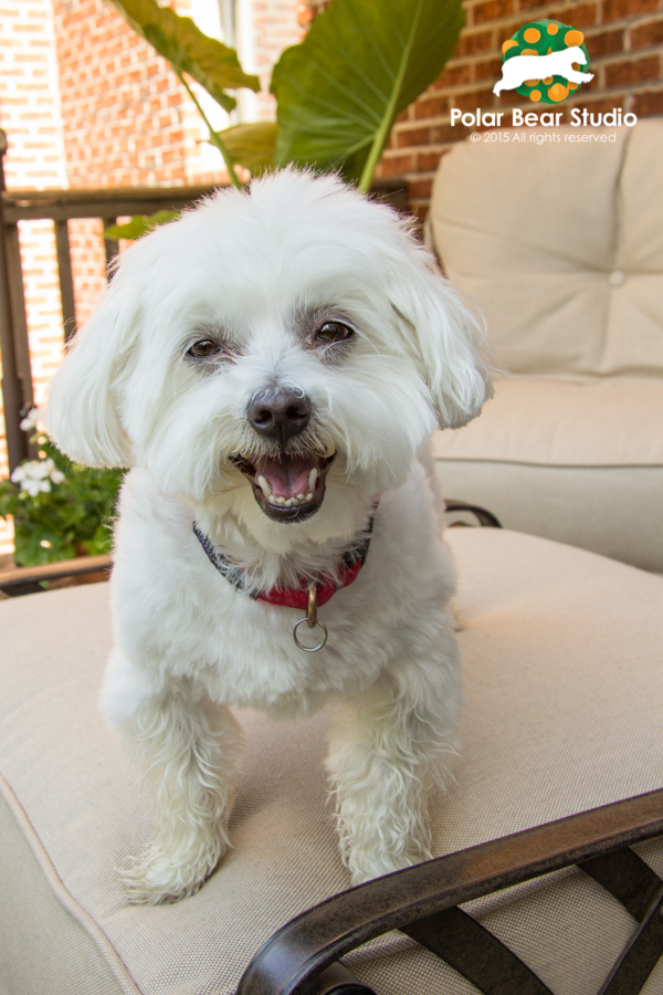 Smiling, happy maltese, photo by Polar Bear Studio