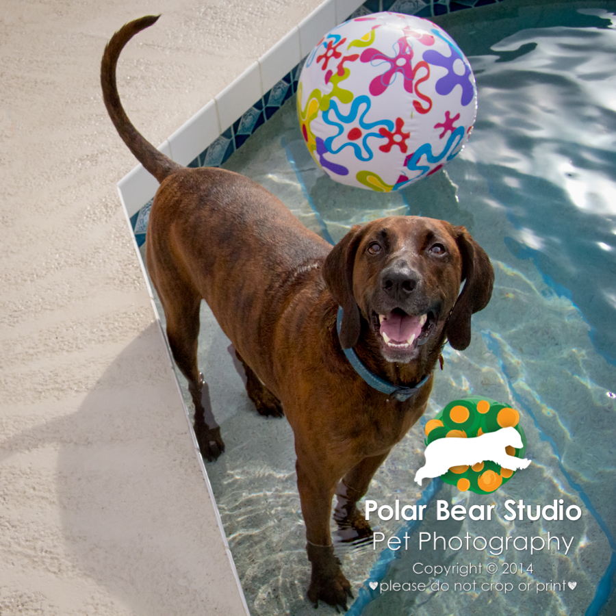 Plott hound wants you to go swimming with him, Photo by Polar Bear Studio