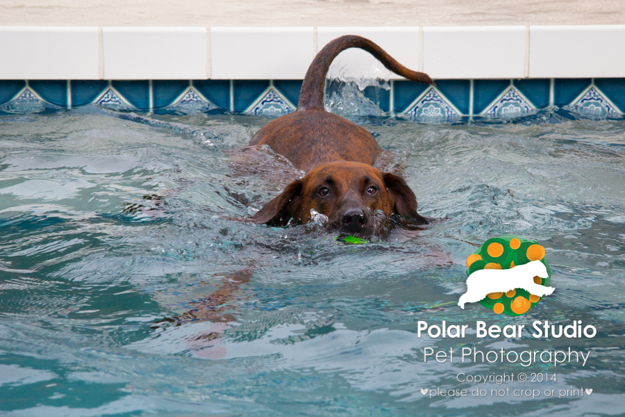 Plott hound a little clumsy getting in the pool, Photo by Polar Bear Studio