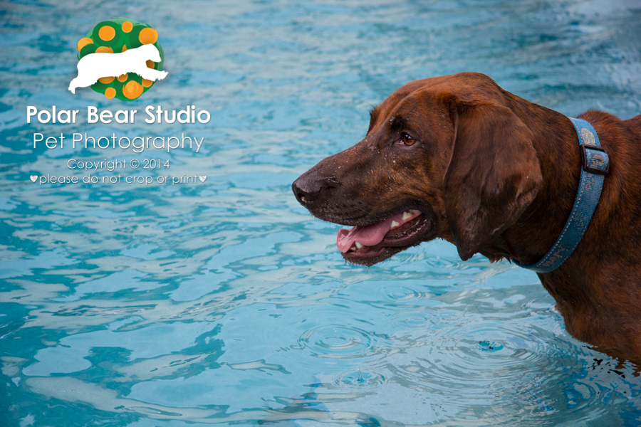 Plott hound in the pool, Photo by Polar Bear Studio