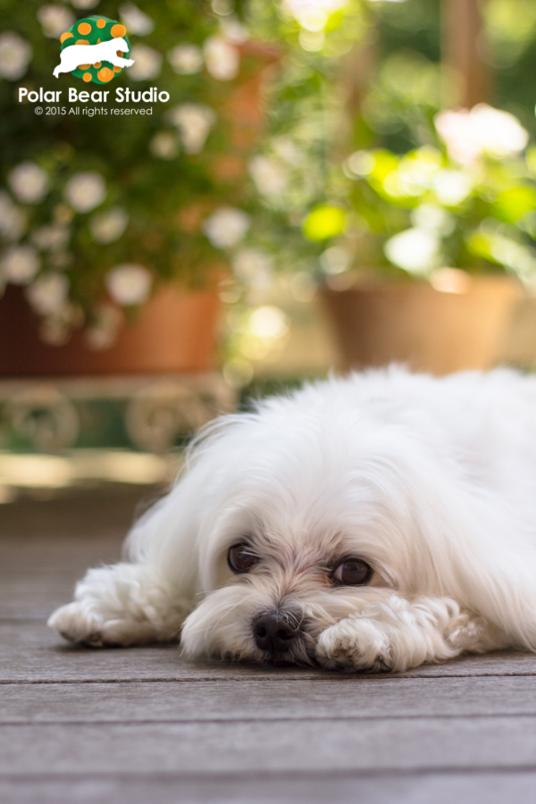 Puppy dog eyes, maltese, bokeh flowers, Photo by Polar Bear Studio