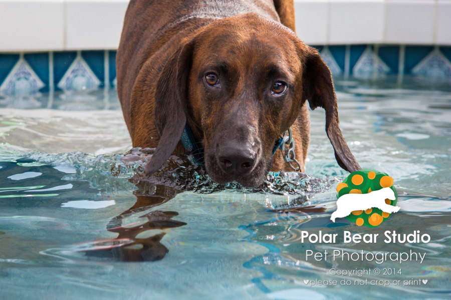 Plott hound a little clumsy getting in the pool, Photo by Polar Bear Studio