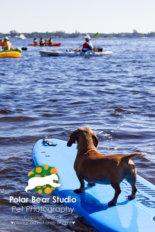 Surfing Dachshund Observing Kayakers, Photo by Polar Bear Studio