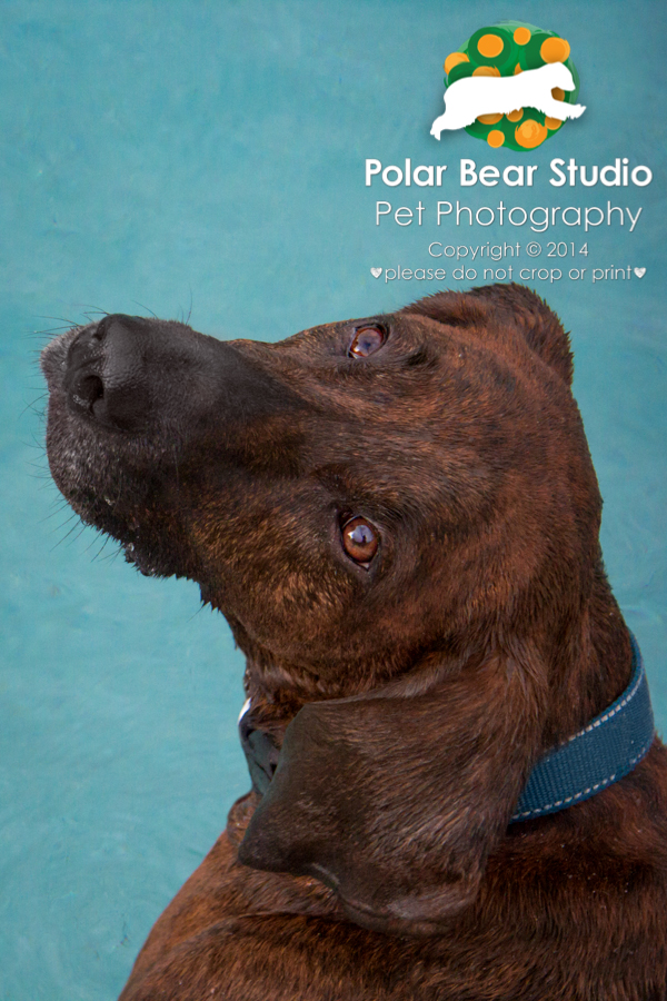 Plott hound puppy-dog eyes, Photo by Polar Bear Studio